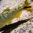 The Recanto Ecológico do Rio da Prata is in Jardins, a town 54km far from Bonito. The trip was too far to be done with a moto-taxi. I end up...<div class="addthis_toolbox addthis_default_style addthis_" addthis:url='http://errante.com.br/en/lugares/america/rio-da-prata/' addthis:title='Rio da Prata ' ><a class="addthis_button_preferred_1"></a><a class="addthis_button_preferred_2"></a><a class="addthis_button_preferred_3"></a><a class="addthis_button_preferred_4"></a><a class="addthis_button_compact"></a></div>