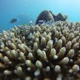 Today we had a sunny day of dives, we could see sharks, turtle, barracuda, blow fish and many others… but the most interesting thing for me here are the corals,...<div class="addthis_toolbox addthis_default_style addthis_" addthis:url='http://errante.com.br/en/lugares/oceania/australia/o-primeiro-dia-de-mergulhoo-primeiro-dia-de-mergulho/' addthis:title='The first dive day ' ><a class="addthis_button_preferred_1"></a><a class="addthis_button_preferred_2"></a><a class="addthis_button_preferred_3"></a><a class="addthis_button_preferred_4"></a><a class="addthis_button_compact"></a></div>