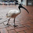 Pássaro em Sydney Este pássaro enorme estava passeando perdido pelas ruas do centro de Sydney. Todos os turistas tiravam fotos, é inusitado ver este tipo de pássaro numa cidade grande.<div class="addthis_toolbox addthis_default_style addthis_" addthis:url='http://errante.com.br/curiosidades/passaro-em-sydney/' addthis:title='Pássaro em Sydney ' ><a class="addthis_button_preferred_1"></a><a class="addthis_button_preferred_2"></a><a class="addthis_button_preferred_3"></a><a class="addthis_button_preferred_4"></a><a class="addthis_button_compact"></a></div>