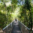 Everything is so organized here that there are special delimited paths to walk on the rainforest<div class="addthis_toolbox addthis_default_style addthis_" addthis:url='http://errante.com.br/en/lugares/oceania/australia/daintree-rainforest/' addthis:title='Daintree Rainforest ' ><a class="addthis_button_preferred_1"></a><a class="addthis_button_preferred_2"></a><a class="addthis_button_preferred_3"></a><a class="addthis_button_preferred_4"></a><a class="addthis_button_compact"></a></div>