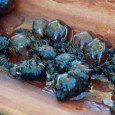 Yes, yesterday I had a honey ant, it is an ant who produces honey. On a talk with Alison Hunt about aboriginal culture, she invited us to try some. It...<div class="addthis_toolbox addthis_default_style addthis_" addthis:url='http://errante.com.br/curiosidades/formigas-com-mel/' addthis:title='Formigas com mel ' ><a class="addthis_button_preferred_1"></a><a class="addthis_button_preferred_2"></a><a class="addthis_button_preferred_3"></a><a class="addthis_button_preferred_4"></a><a class="addthis_button_compact"></a></div>
