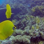Dives in Hurghada: Hamda and Turft El Shahed